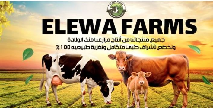 مزارع عليوة للإنتاج الحيواني
